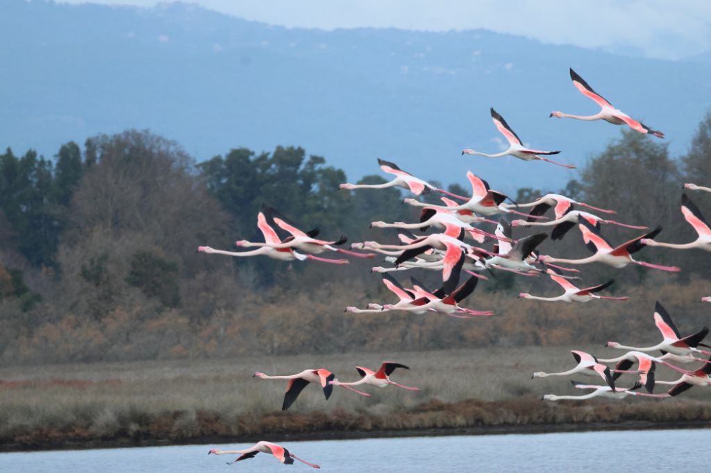 Flamants roses Villa Jobica en Corse Crédit-photo : Céline Le Rouzic
